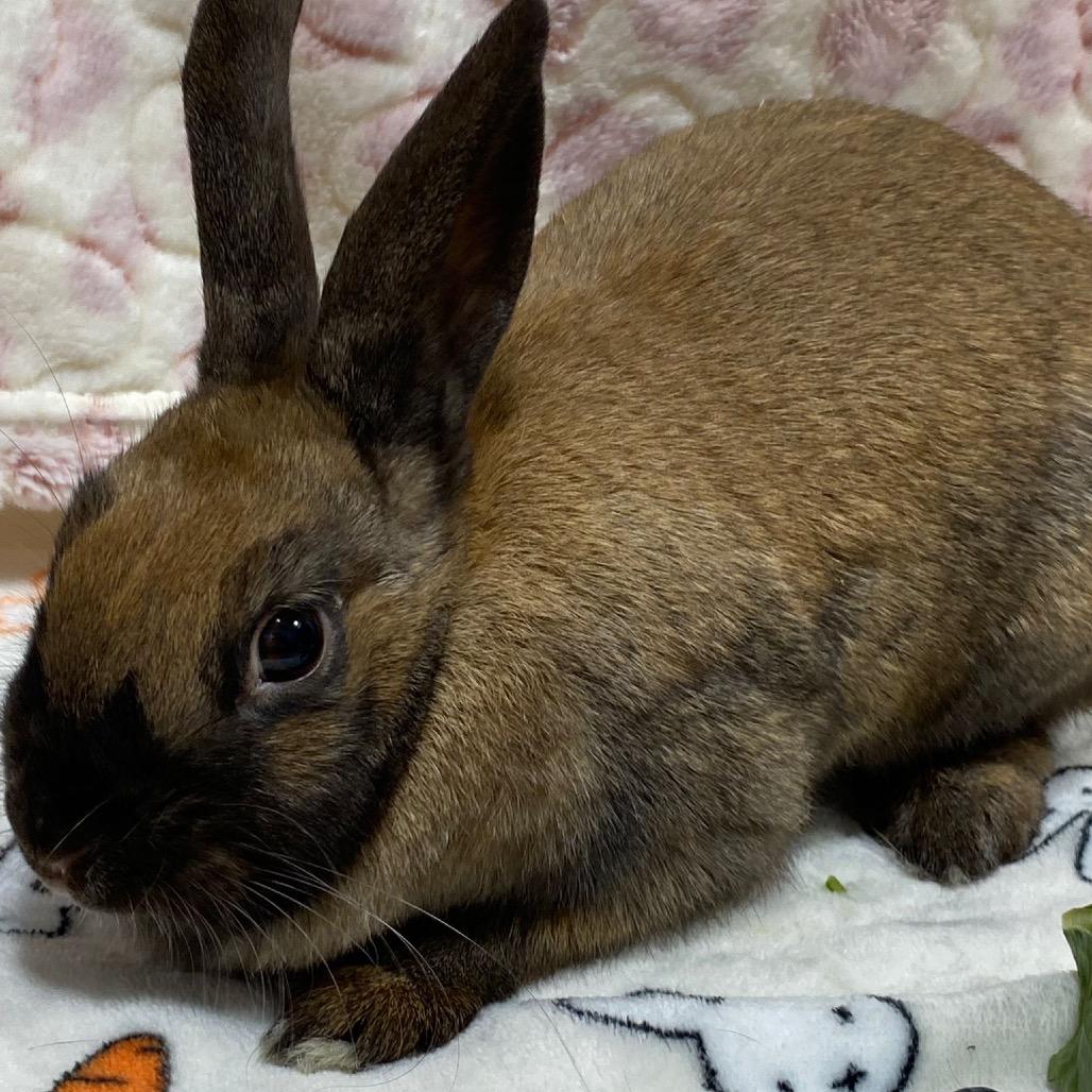 Winnie, a Adoptable American in Puslinch, ON image 2/4