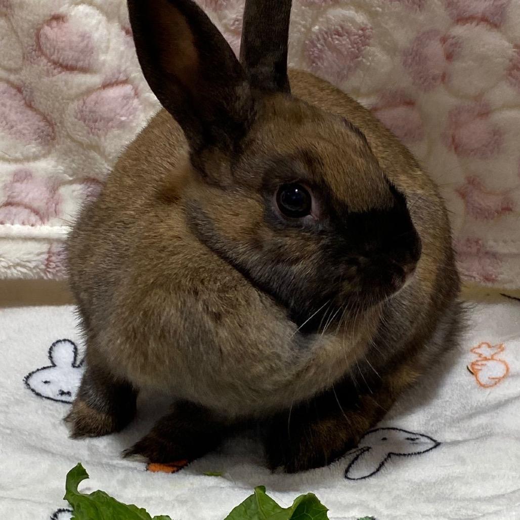 Winnie, a Adoptable American in Puslinch, ON image 3/4