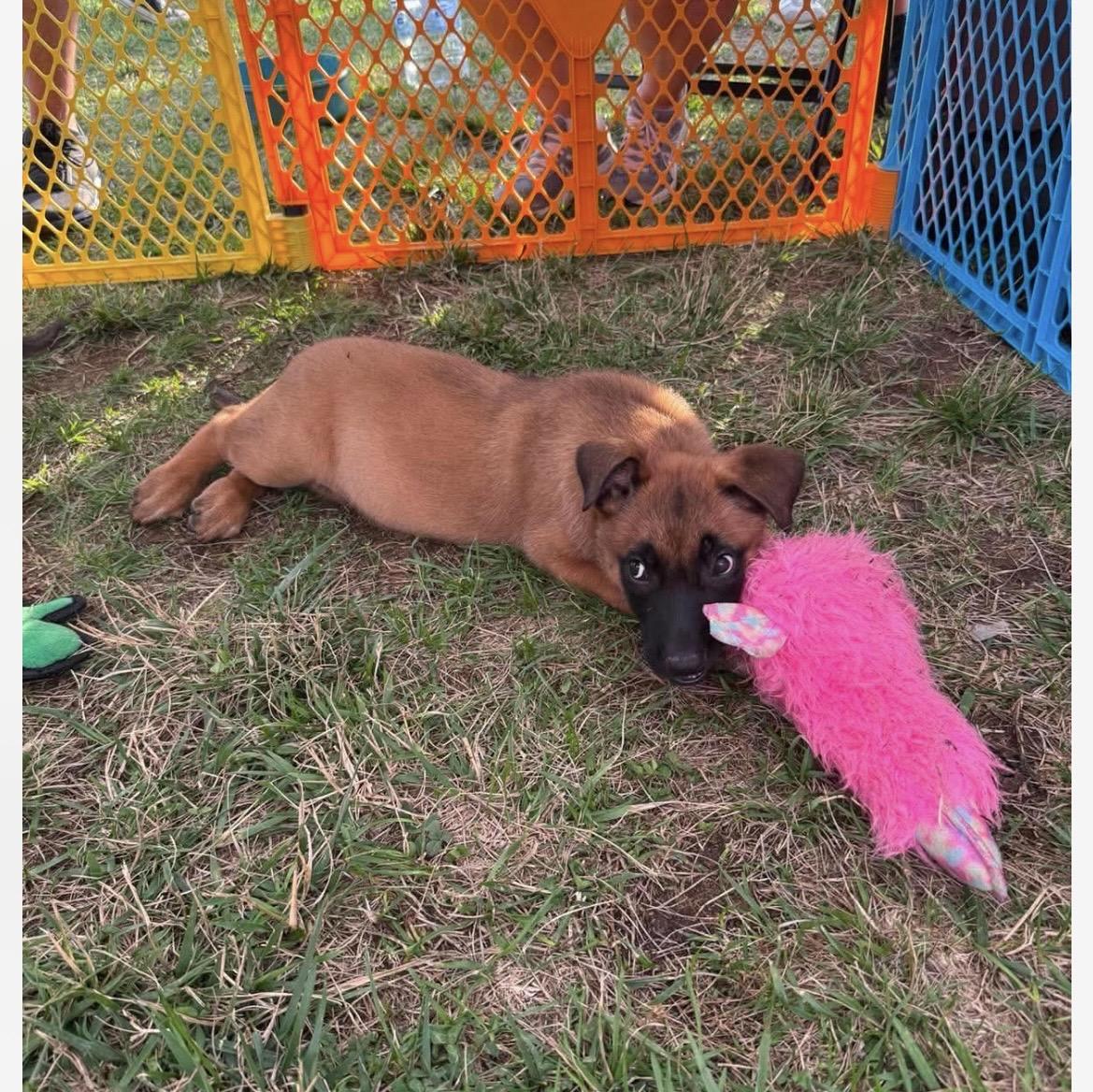 Garrett, a ADOPTABLE mixed breed in Kannapolis, NC image 2/2