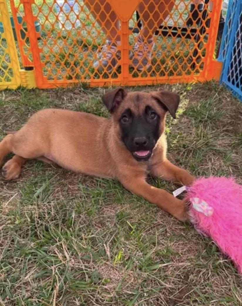 Garrett, a ADOPTABLE mixed breed in Kannapolis, NC image 1/2