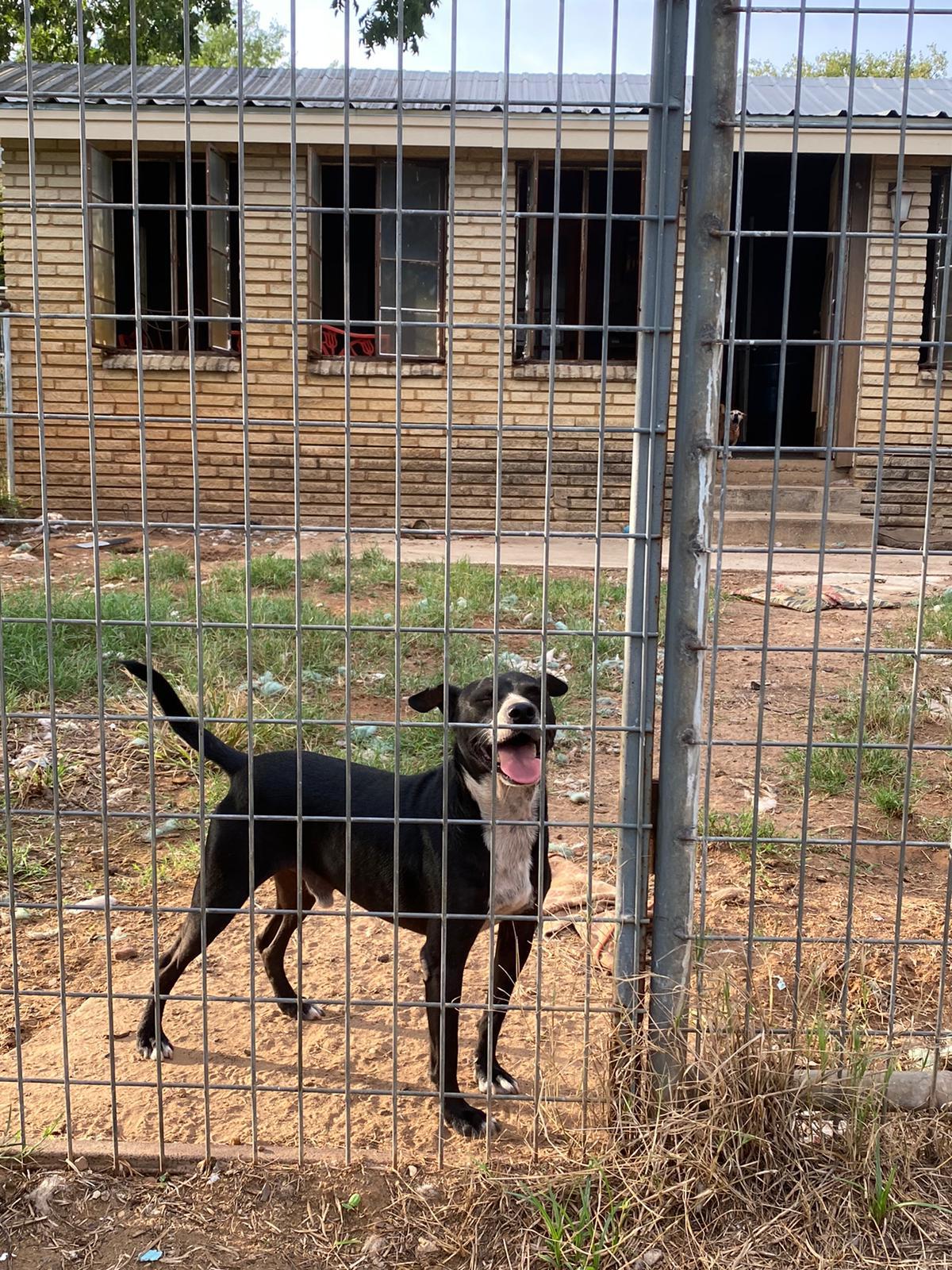 Buddy, Adoptable, Young Male Terrier.