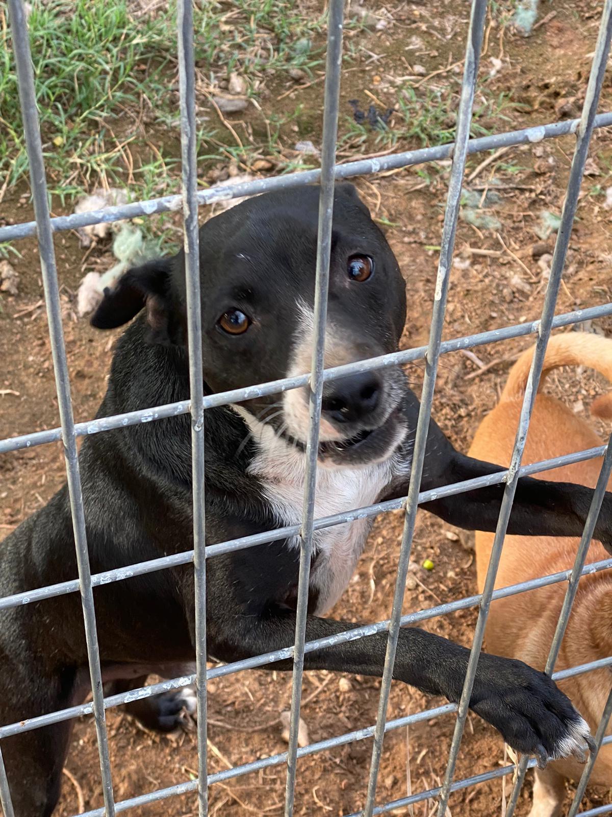 Enlarge Buddy, a Adoptable mixed breed in Bigfoot, TX image 2/8