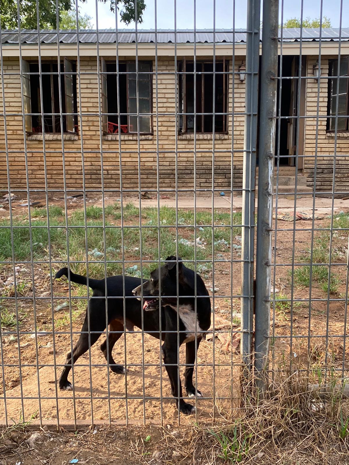 Enlarge Buddy, a Adoptable mixed breed in Bigfoot, TX image 3/8