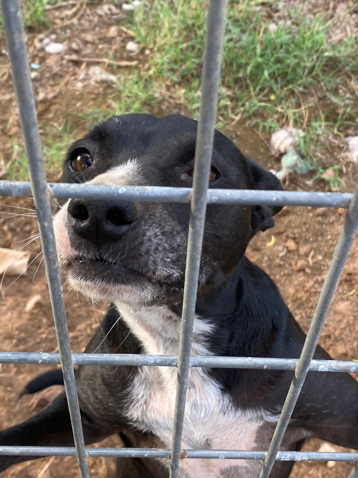 Enlarge Buddy, a Adoptable mixed breed in Bigfoot, TX image 4/8
