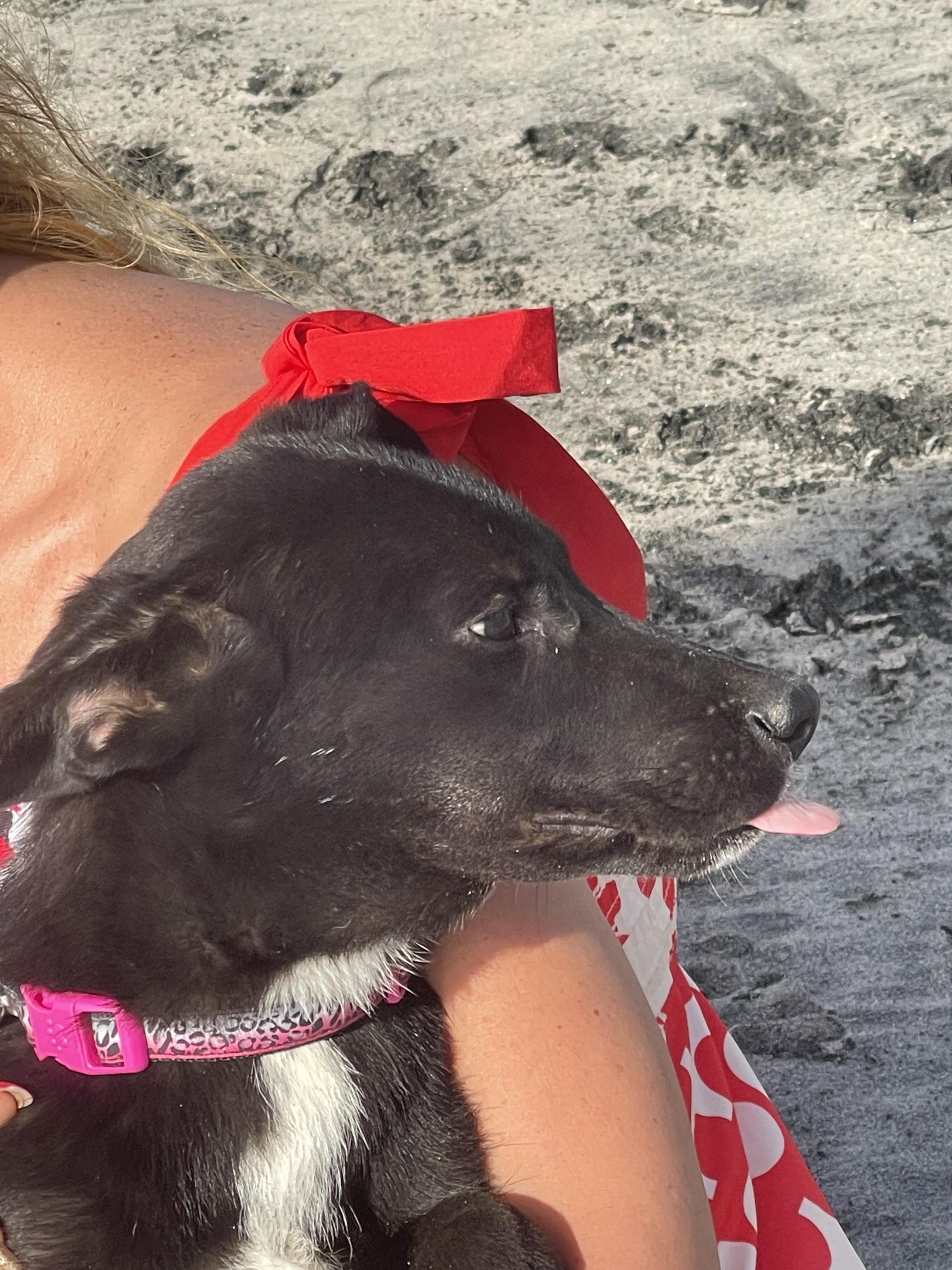 TOM HANKS 6 months 22 pounds, ADOPTABLE, Puppy Male Black Labrador Retriever.