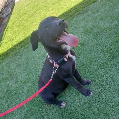 Enlarge MURANO 6 months 22 pounds, a ADOPTABLE mixed breed in san diego, CA image 1/5