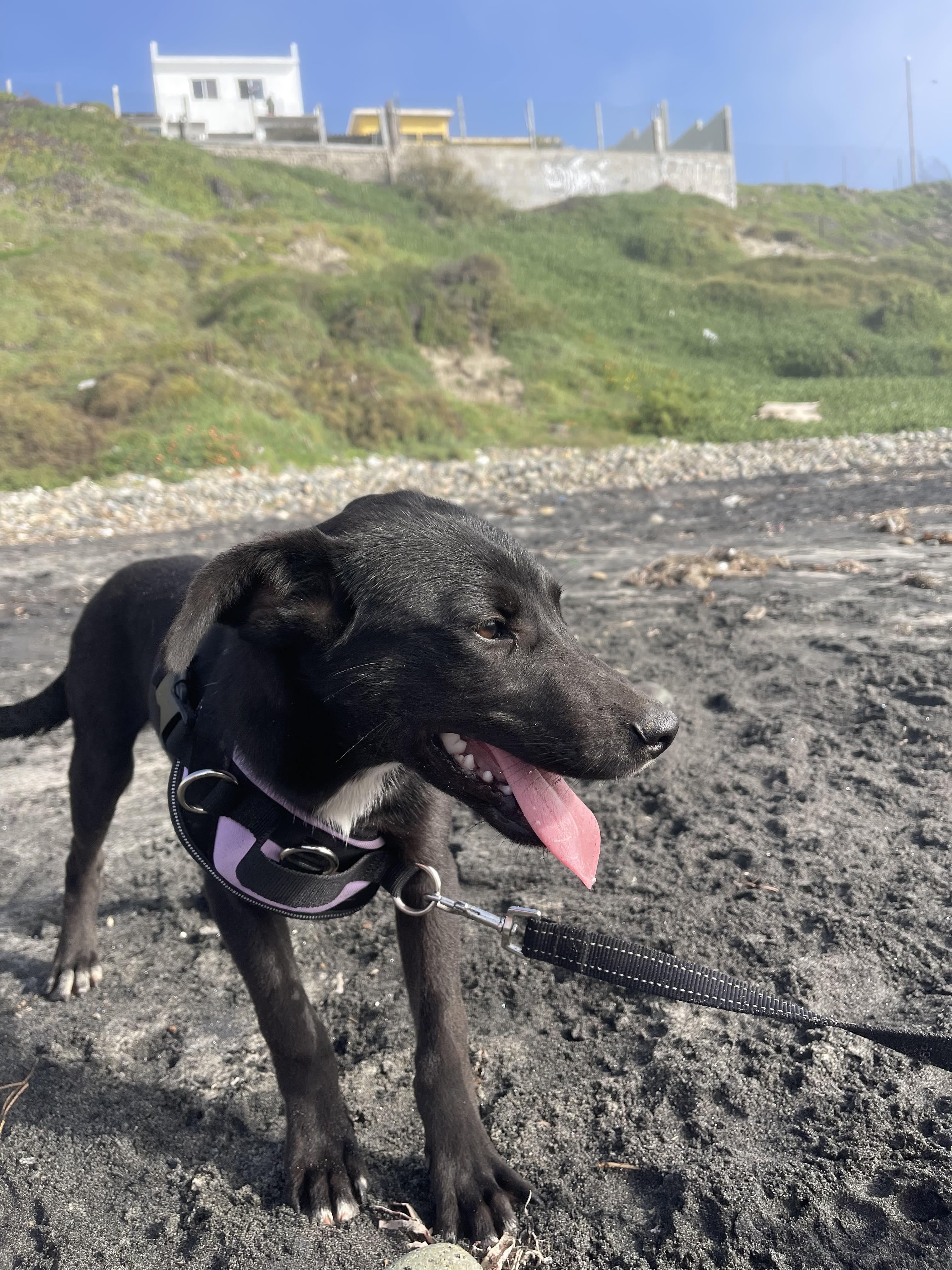 Enlarge TOM HANKS 6 months 22 pounds, a ADOPTABLE mixed breed in Aliso Viejo, CA image 3/5