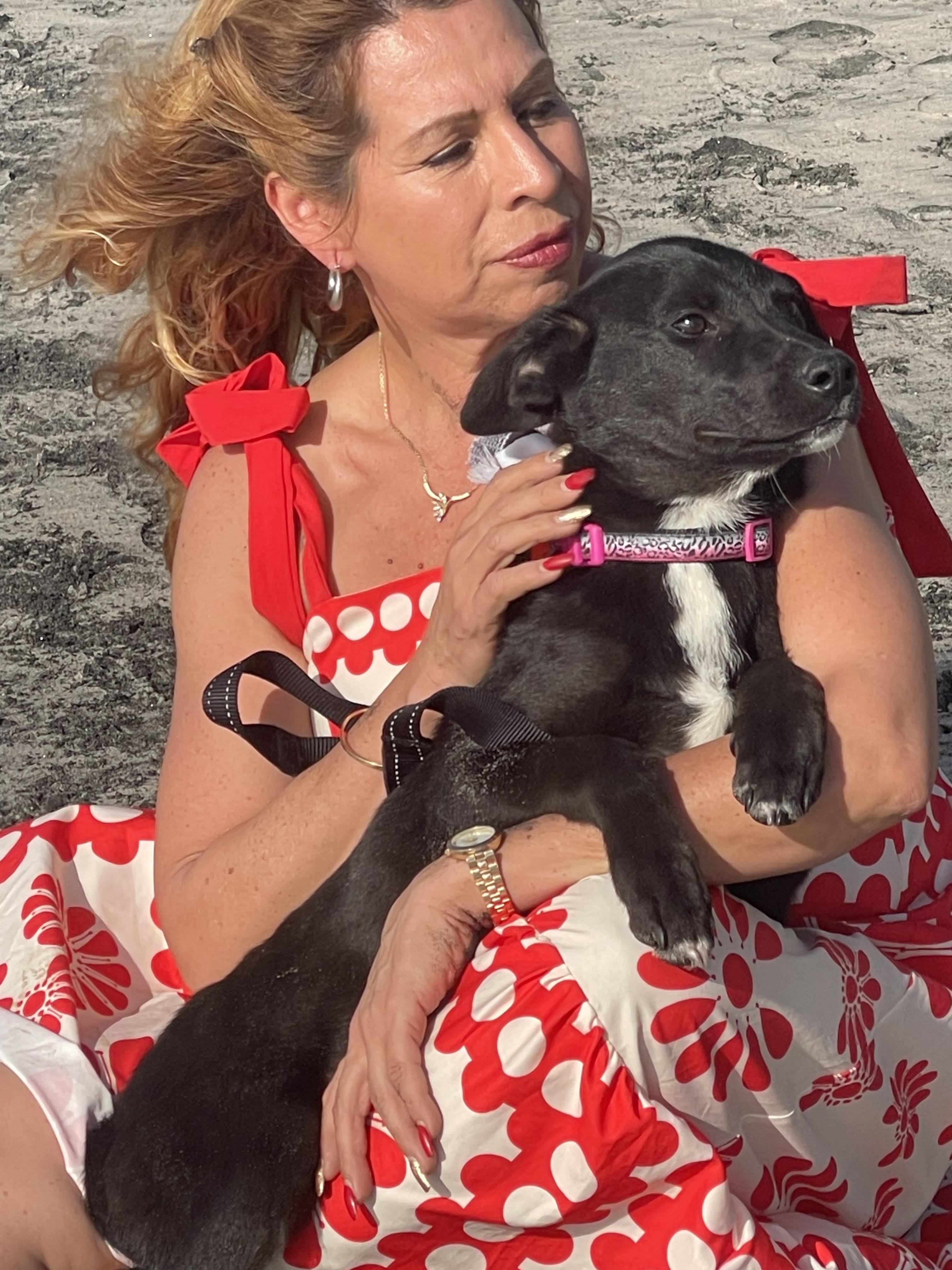 Enlarge TOM HANKS 6 months 22 pounds, a ADOPTABLE mixed breed in Aliso Viejo, CA image 4/5