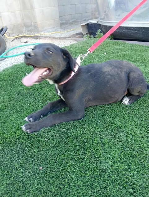 Enlarge MURANO 6 months 22 pounds, a ADOPTABLE mixed breed in san diego, CA image 4/5