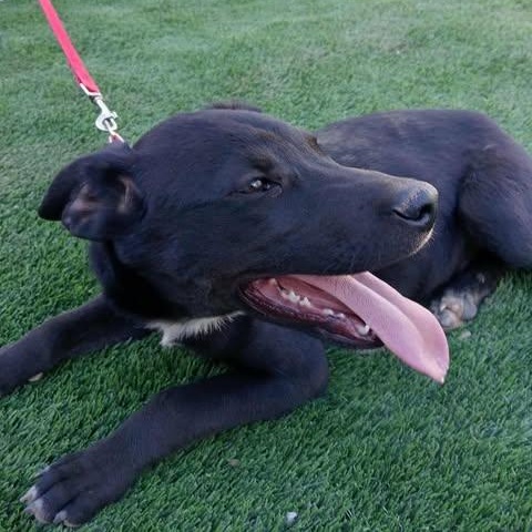 Enlarge MURANO 6 months 22 pounds, a ADOPTABLE mixed breed in san diego, CA image 3/5