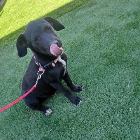 Enlarge MURANO 6 months 22 pounds, a ADOPTABLE mixed breed in san diego, CA image 2/5