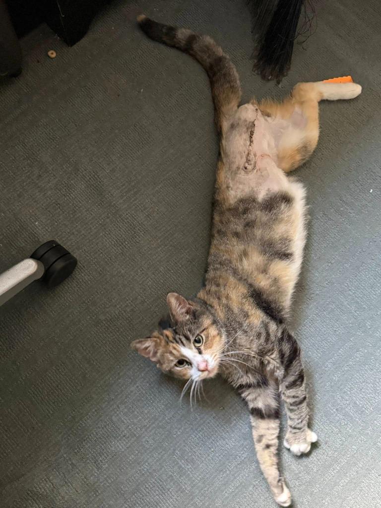 Enlarge Maggie, a Adoptable mixed breed in Libertyville, IL image 1/6