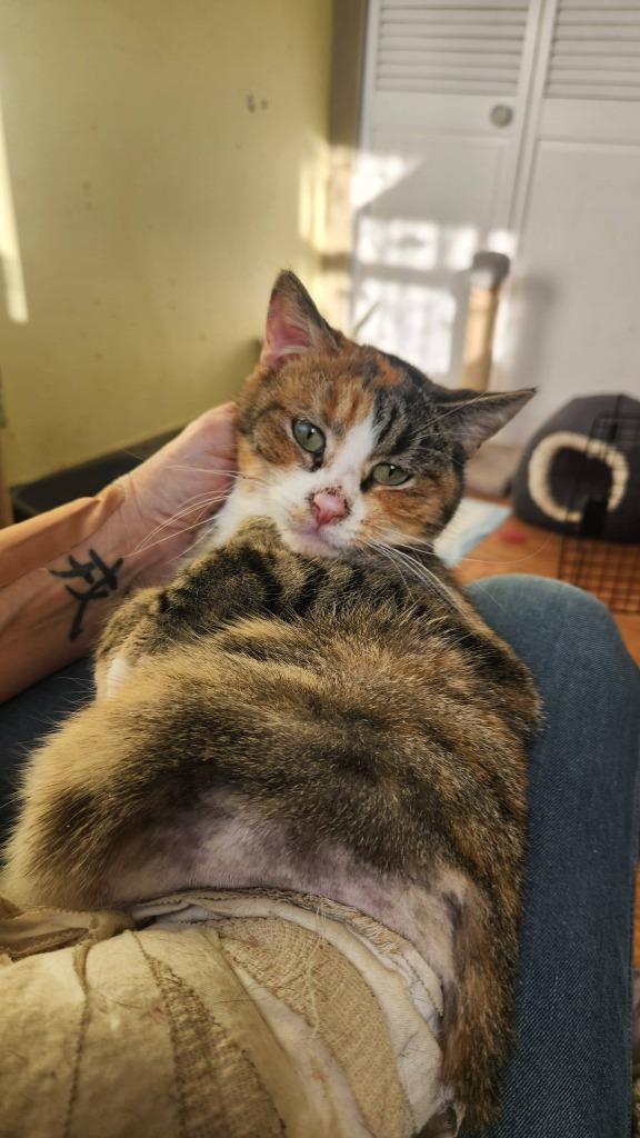 Enlarge Maggie, a Adoptable mixed breed in Libertyville, IL image 2/6