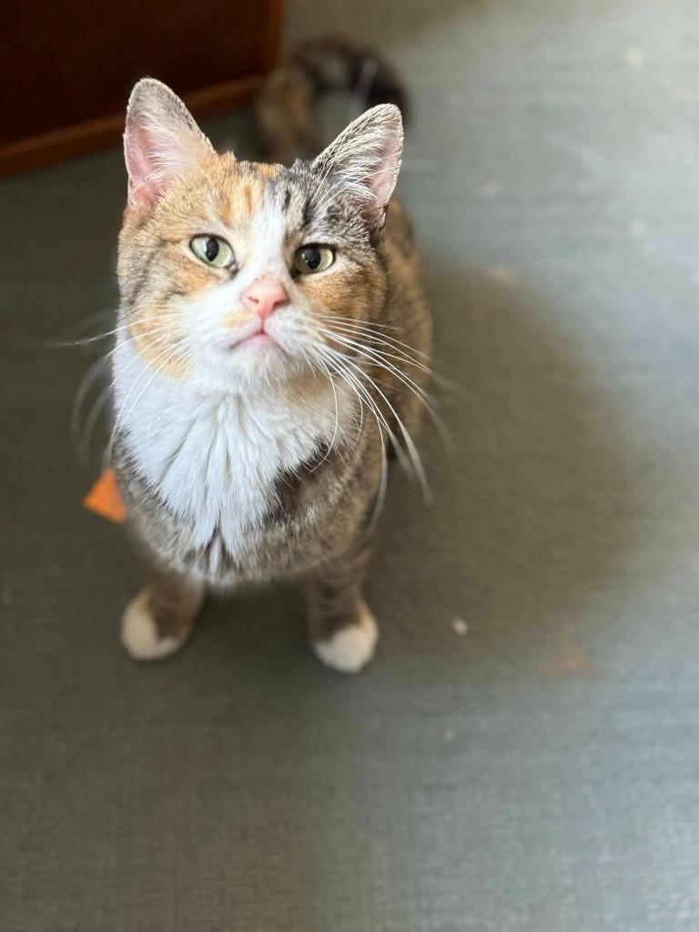 Enlarge Maggie, a Adoptable mixed breed in Libertyville, IL image 3/6