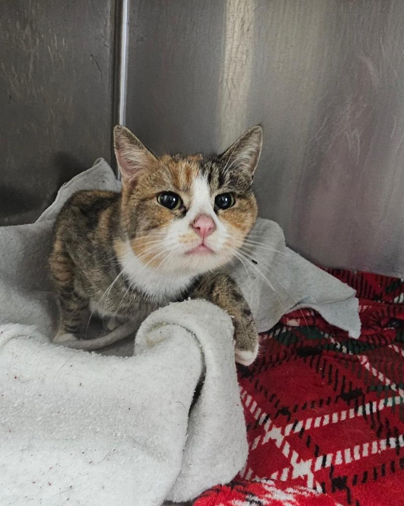 Maggie — thumbnail 4