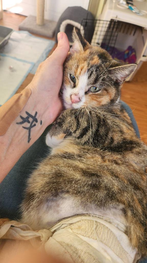 Enlarge Maggie, a Adoptable mixed breed in Libertyville, IL image 6/6