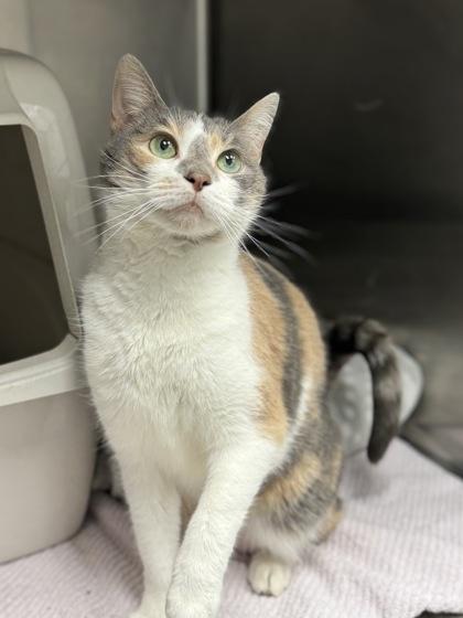 Enlarge Whisper, an adoptable mixed breed in Tinley Park, IL image 2/5