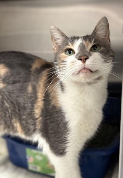 Enlarge Whisper, an adoptable mixed breed in Tinley Park, IL image 1/5