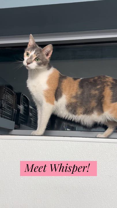 Enlarge Whisper, an adoptable mixed breed in Tinley Park, IL video 5/5