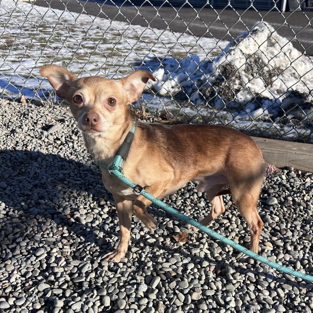 Cottage, Adoptable, Adult Male Chihuahua.