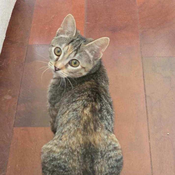 Cat for adoption - Kiwi, a Domestic Short Hair in Houston, TX | Petfinder