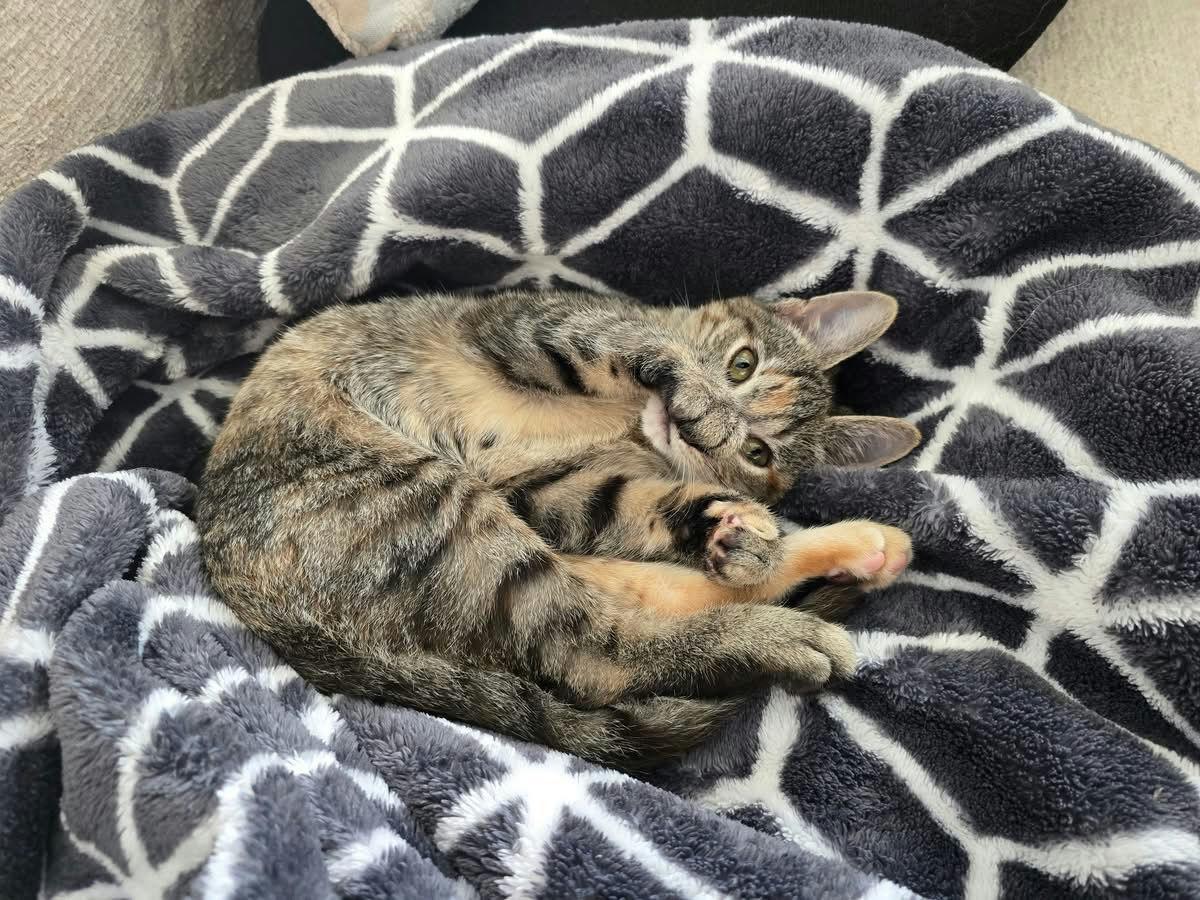 Cat for adoption - Kiwi, a Domestic Short Hair in Houston, TX | Petfinder
