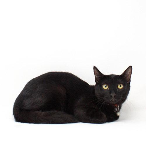 Enlarge Brave, a Adoptable Domestic Short Hair in Florence, AZ image 1/1