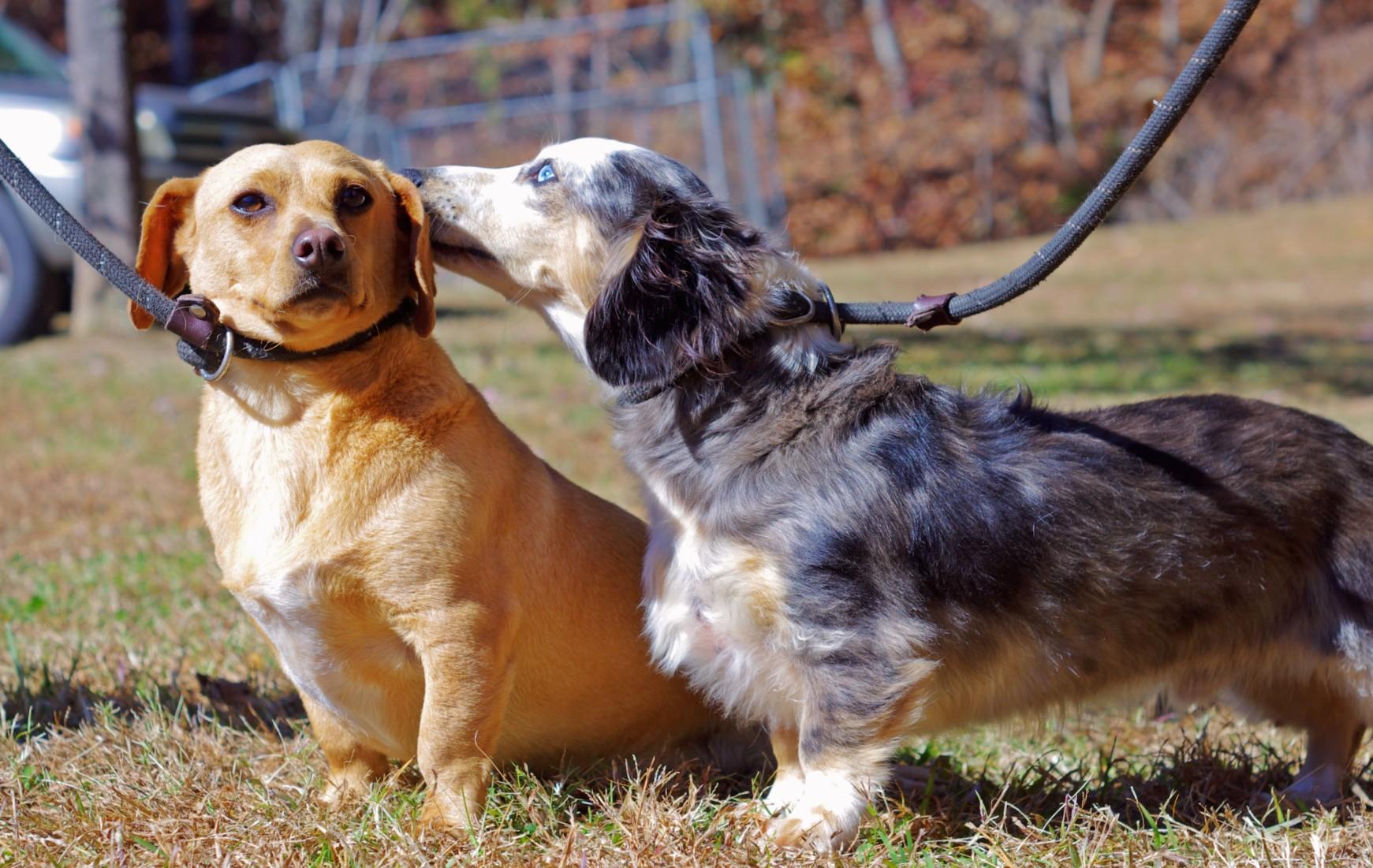 Fawn, adopted, Young Female Dachshund.