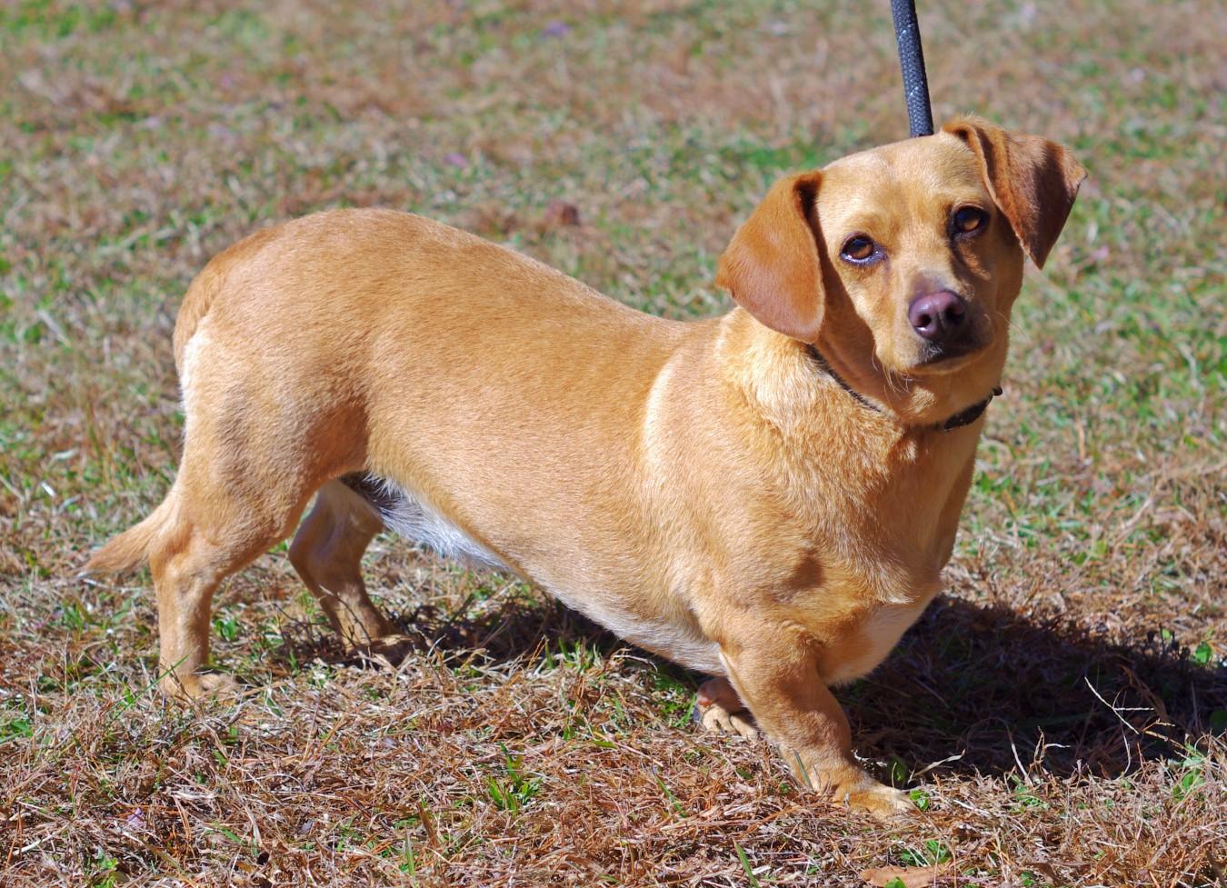 Enlarge Fawn, an adopted Dachshund in Sautee Nacoochee, GA image 2/4