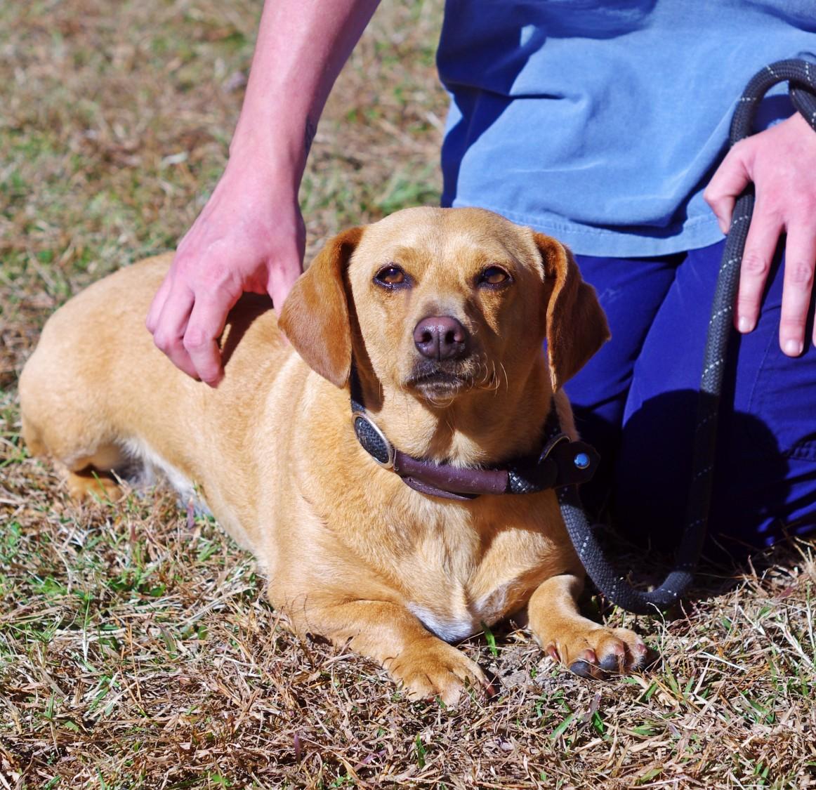 Enlarge Fawn, an adopted Dachshund in Sautee Nacoochee, GA image 4/4