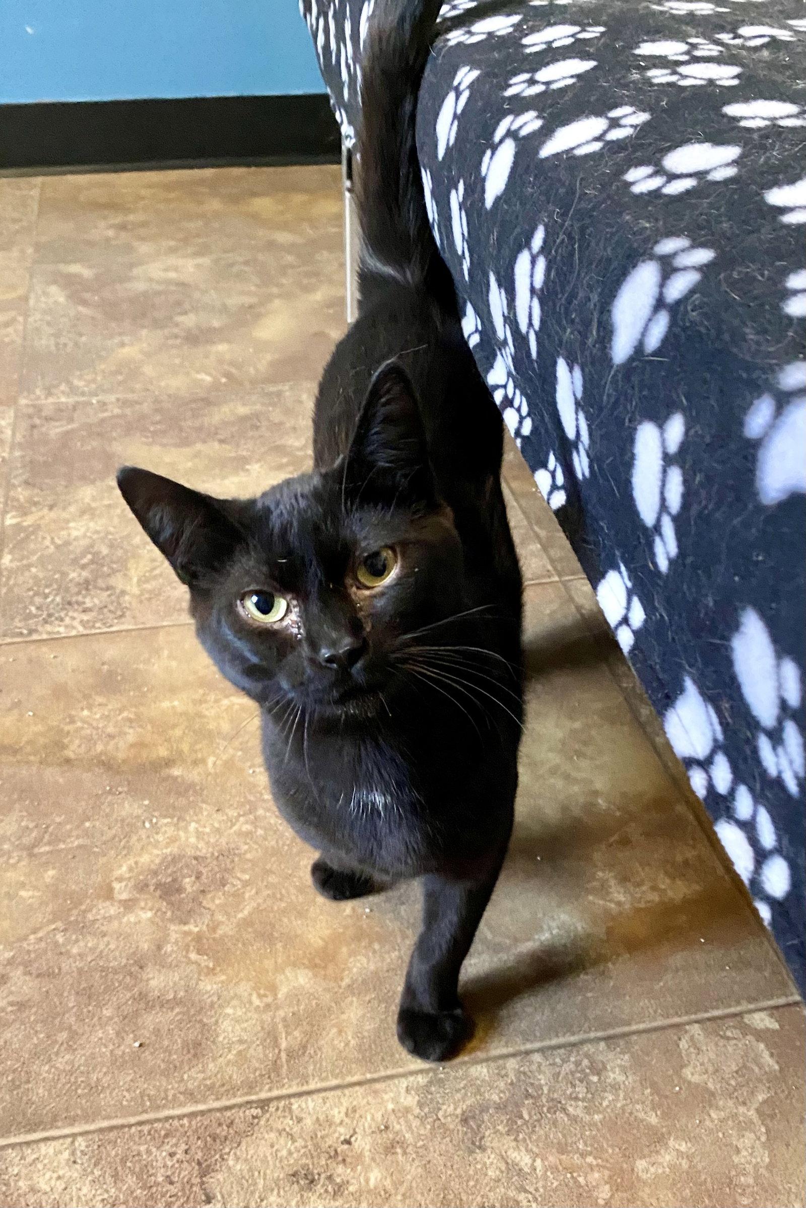 Enlarge Shiitake, a Adoptable Domestic Short Hair in Fargo, ND image 1/1
