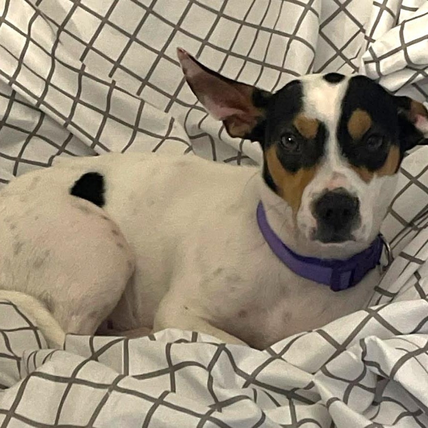 Enlarge Chloe, a ADOPTABLE mixed breed in Brentwood, TN image 1/2