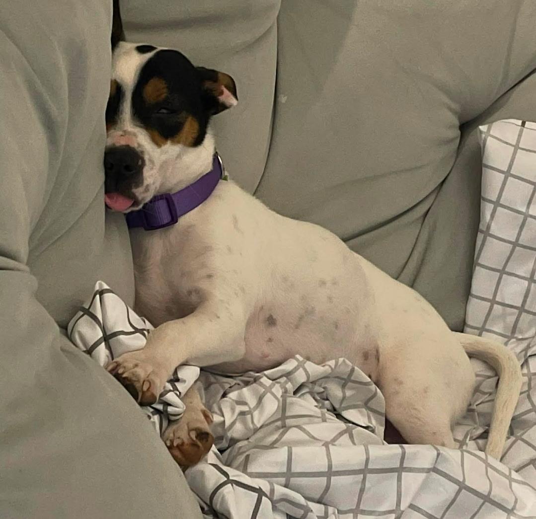 Enlarge Chloe, a ADOPTABLE mixed breed in Brentwood, TN image 2/2