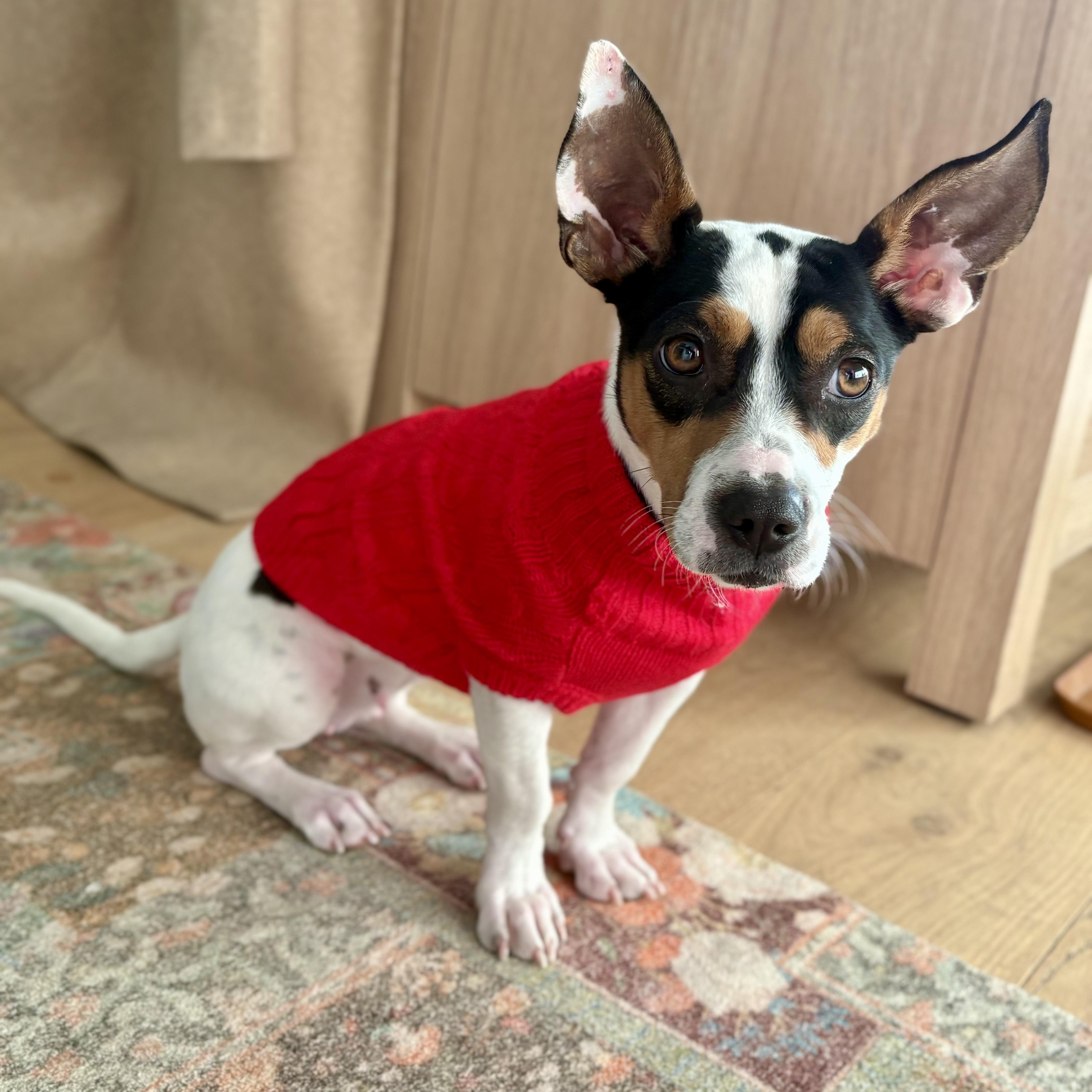 Chloe, a ADOPTABLE mixed breed in Brentwood, TN image 3/3