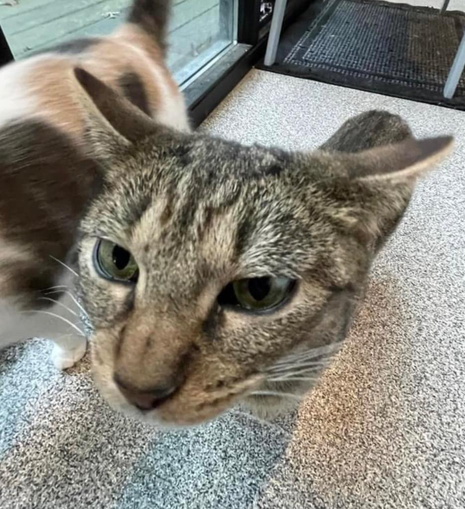 TEDDIE, Adoptable, Adult Female Domestic Short Hair.