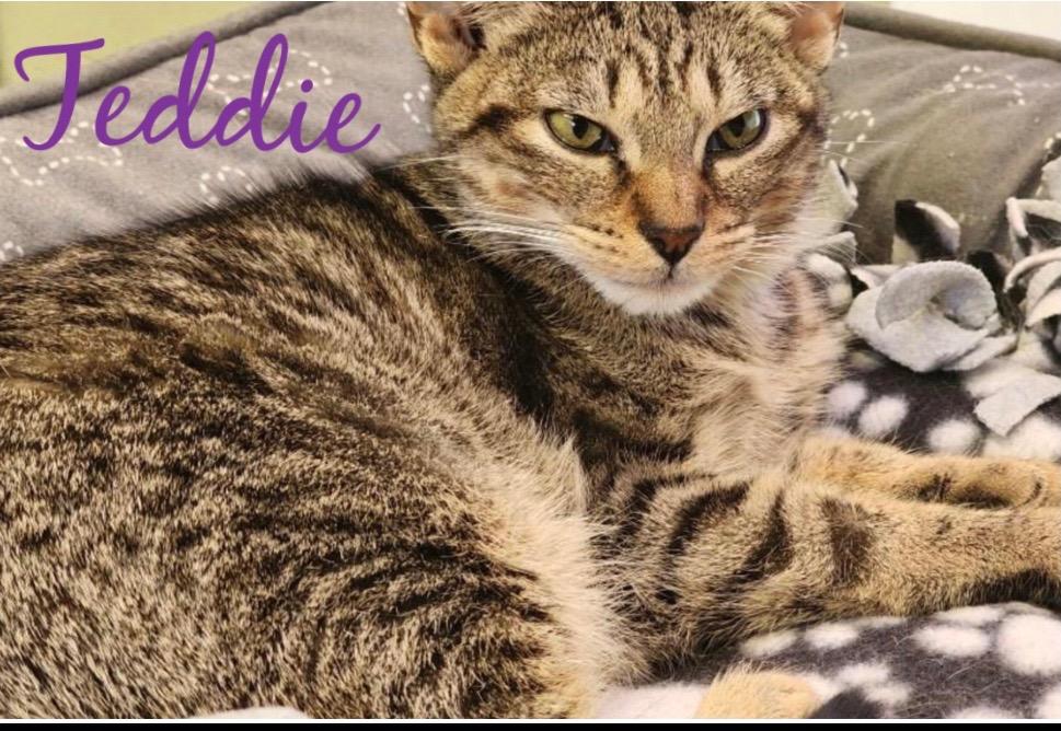 Enlarge TEDDIE, a Adoptable mixed breed in Muskegon, MI image 1/6