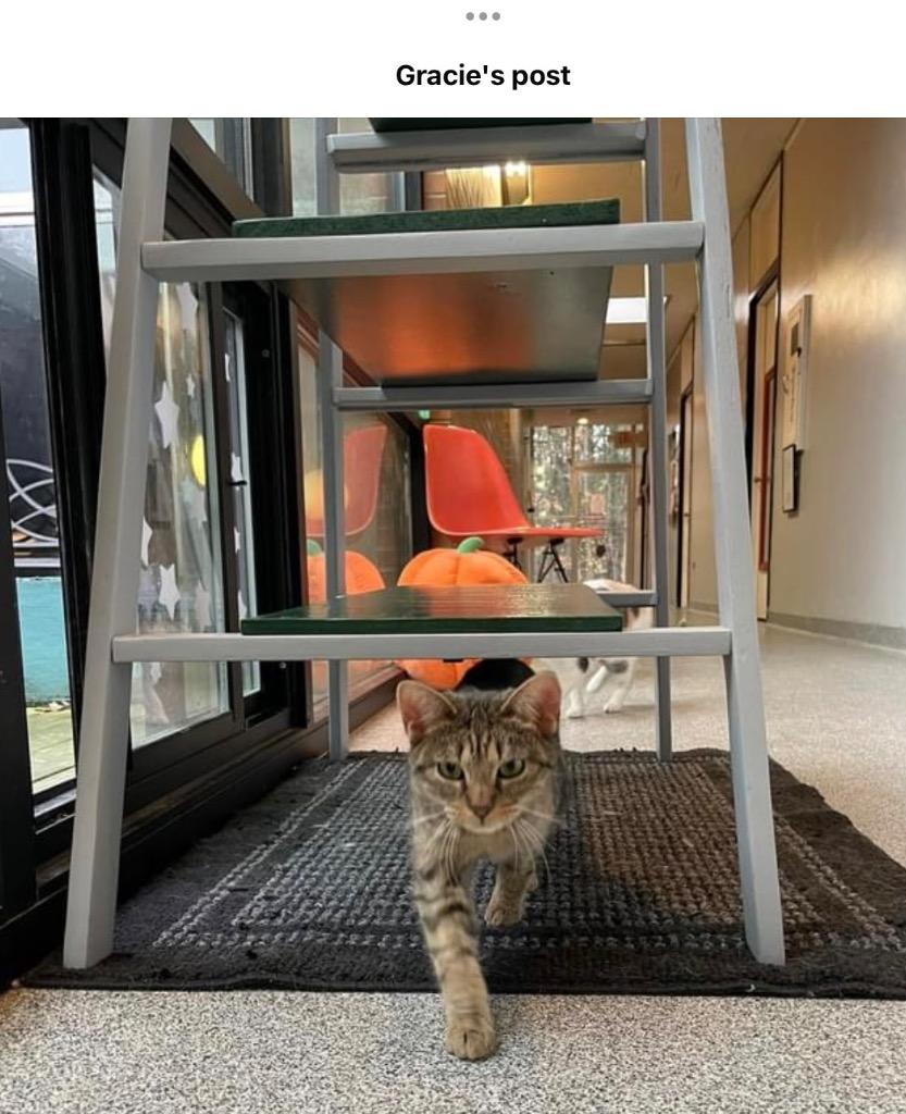 Enlarge TEDDIE, a Adoptable mixed breed in Muskegon, MI image 2/6