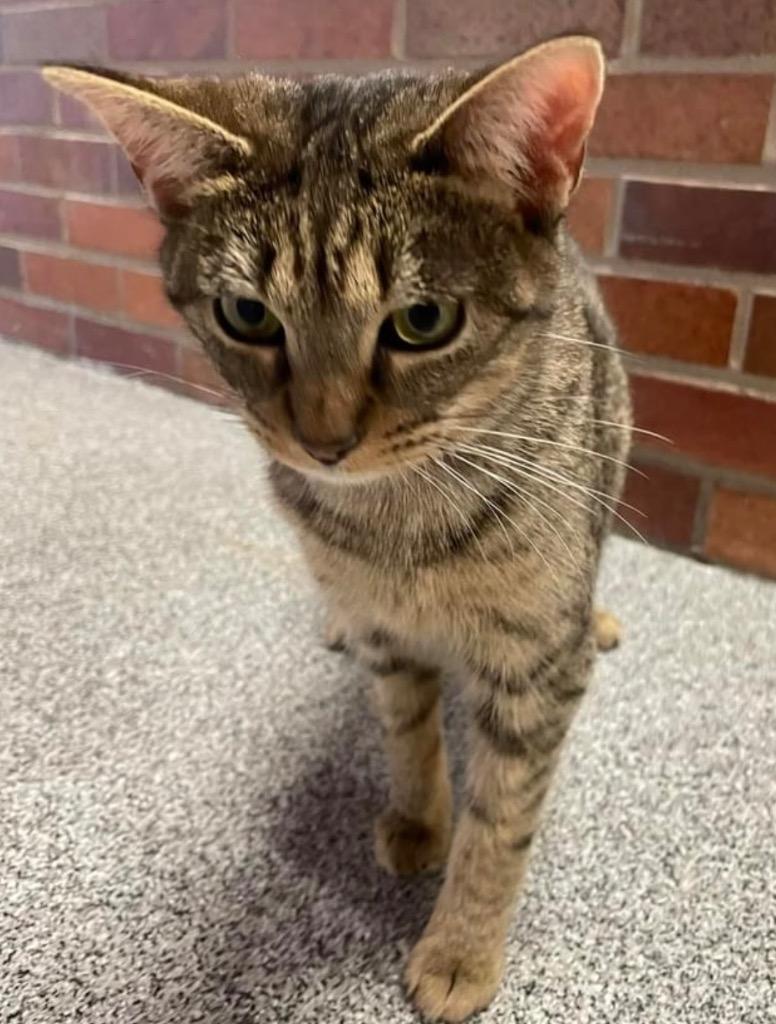 Enlarge TEDDIE, a Adoptable mixed breed in Muskegon, MI image 3/6