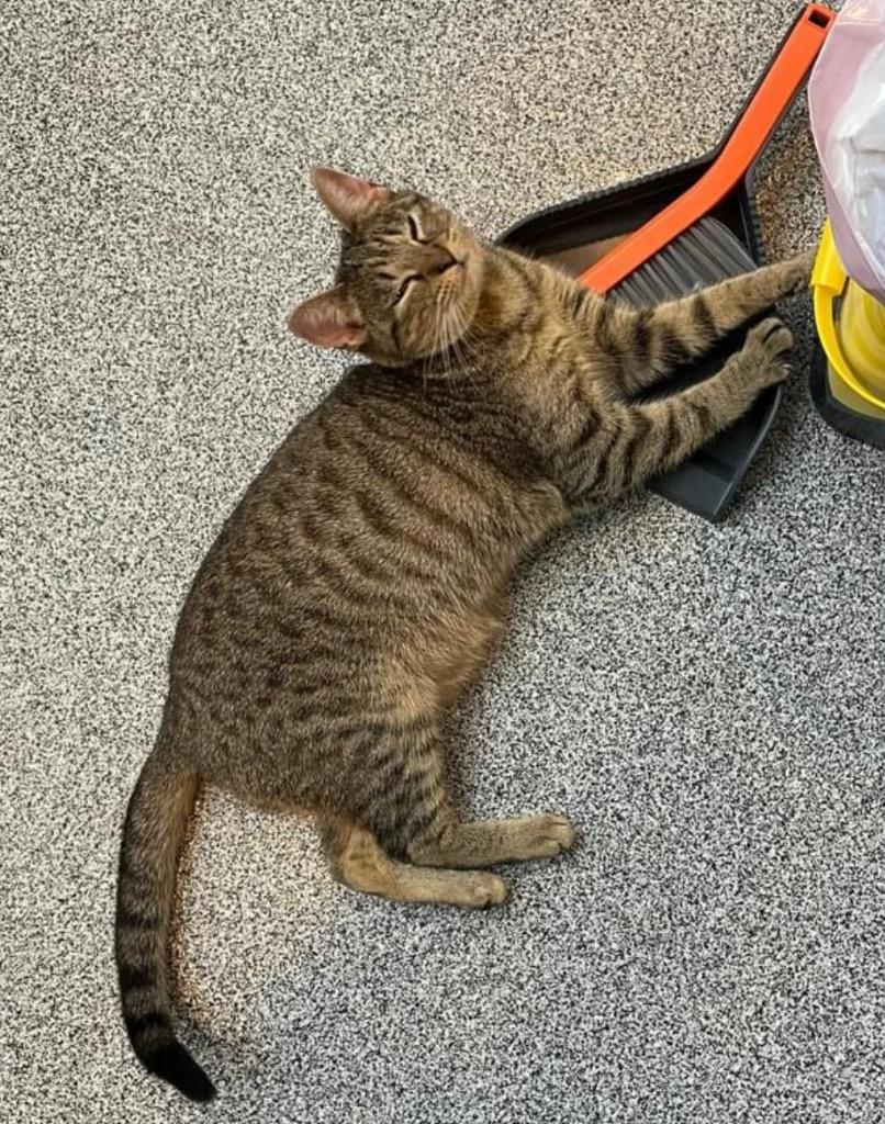 Enlarge TEDDIE, a Adoptable mixed breed in Muskegon, MI image 5/6