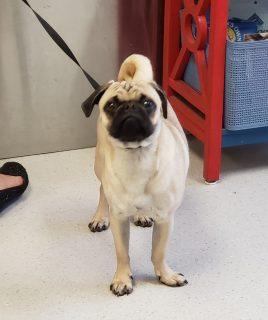Enlarge Mr. Cuddles, an adopted Pug in Allen, TX image 1/1