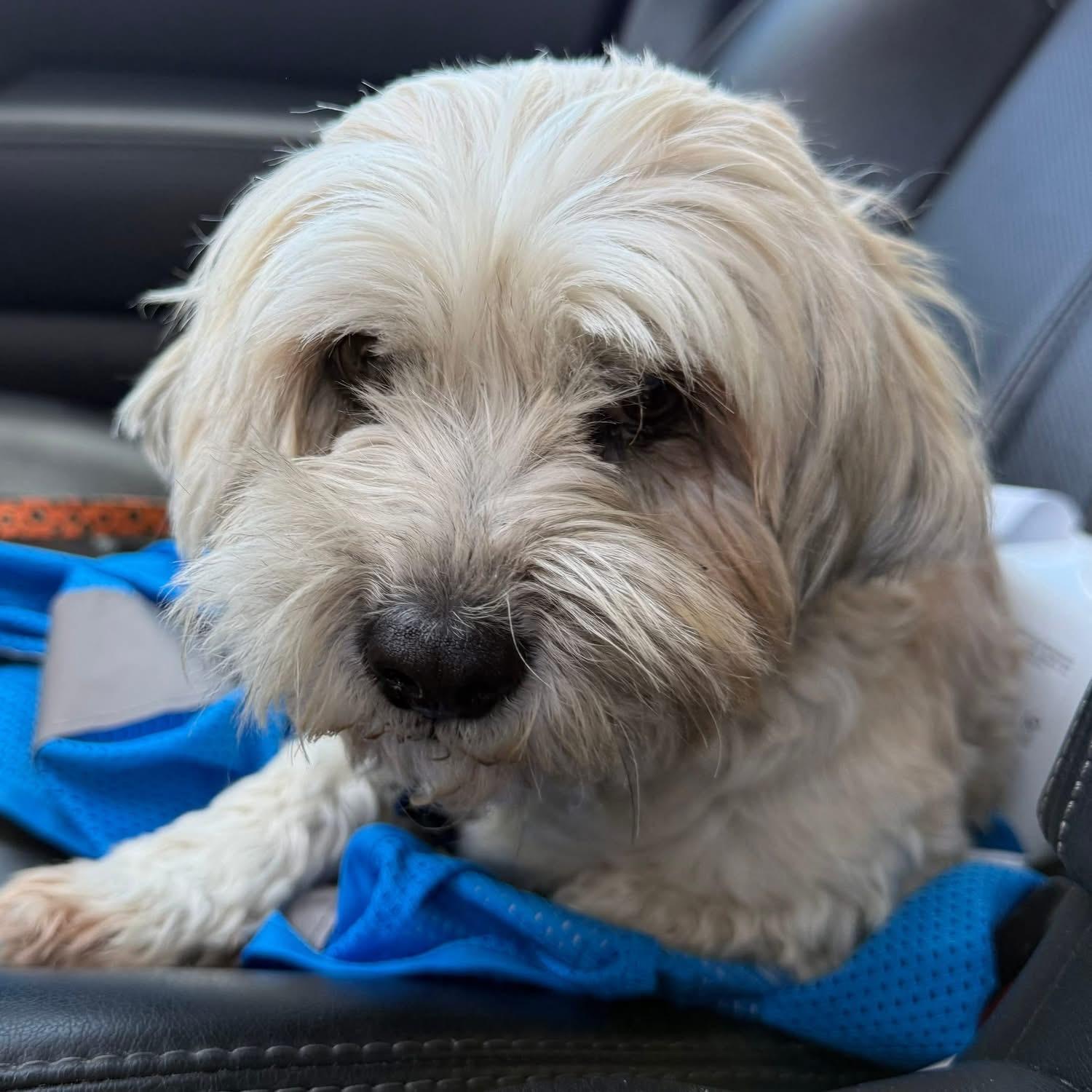 Kida, Adoptable, Adult Female Maltese & Shih Tzu.