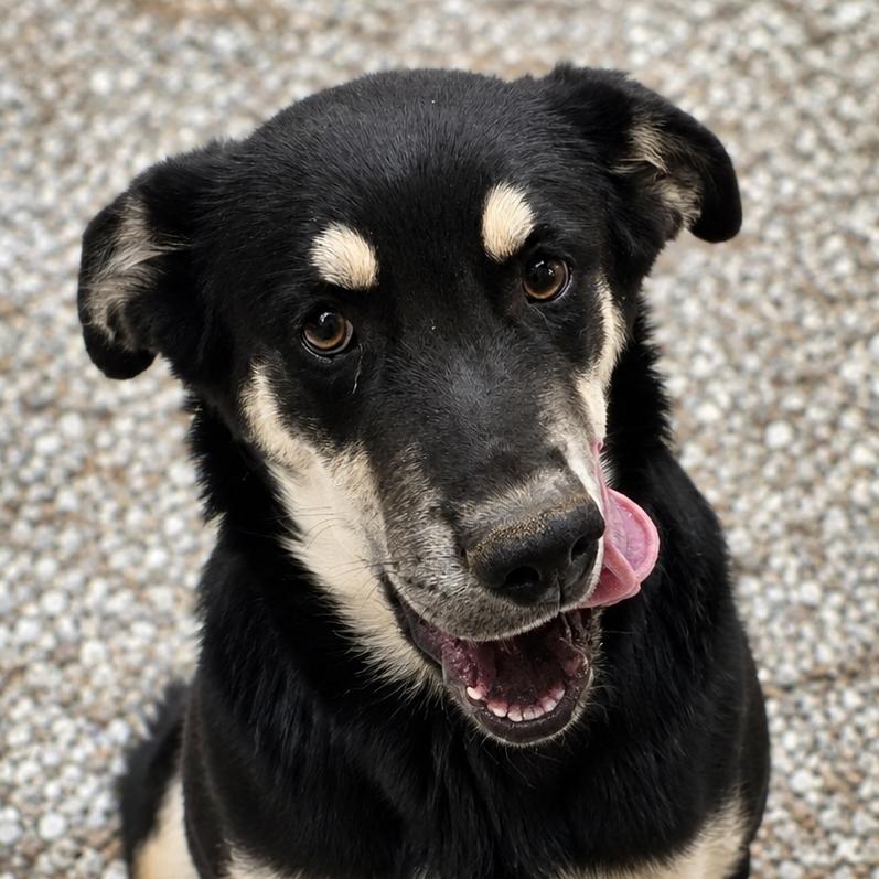 Enlarge Barney, a Adoptable Mixed Breed in Wickenburg, AZ image 1/2