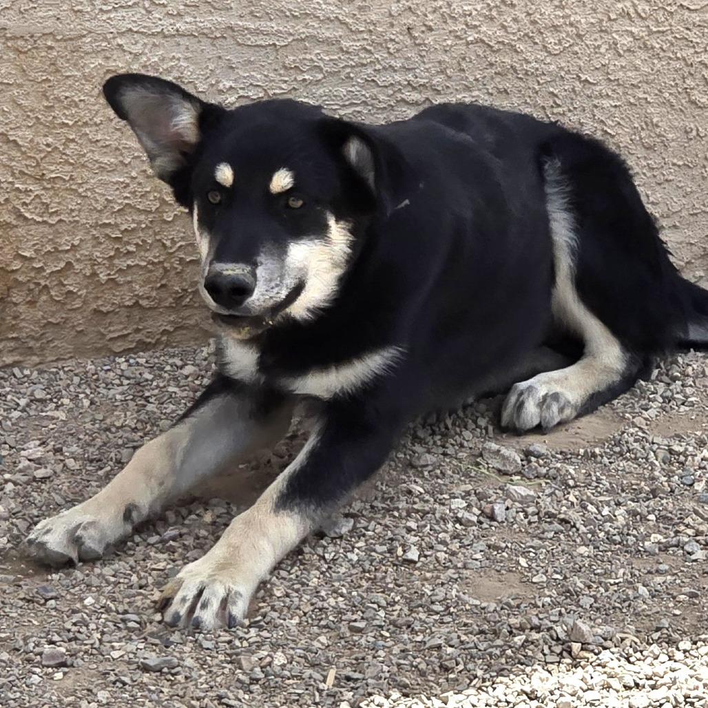 Barney, a Adoptable Mixed Breed in Wickenburg, AZ image 3/3