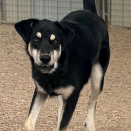 Enlarge Barney, a Adoptable Mixed Breed in Wickenburg, AZ image 6/6