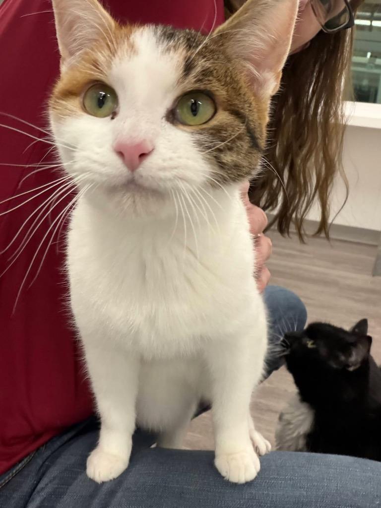 Laura, Adoptable, Young Female Domestic Short Hair.