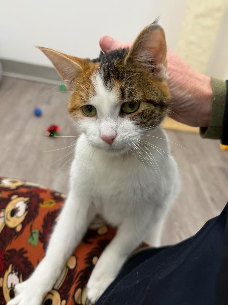 Enlarge Laura, a Adoptable mixed breed in Glenfield, NY image 2/5