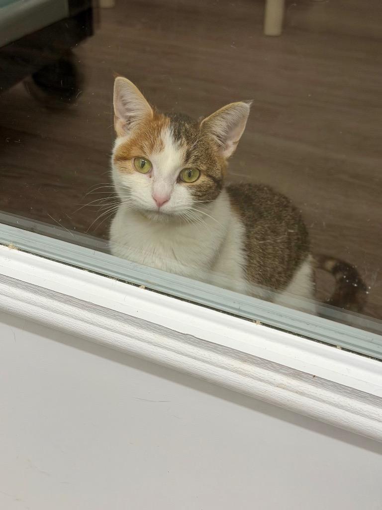 Enlarge Laura, a Adoptable mixed breed in Glenfield, NY image 3/5