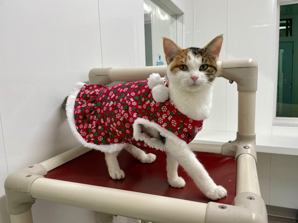 Laura, Adoptable, Young Female Domestic Short Hair.