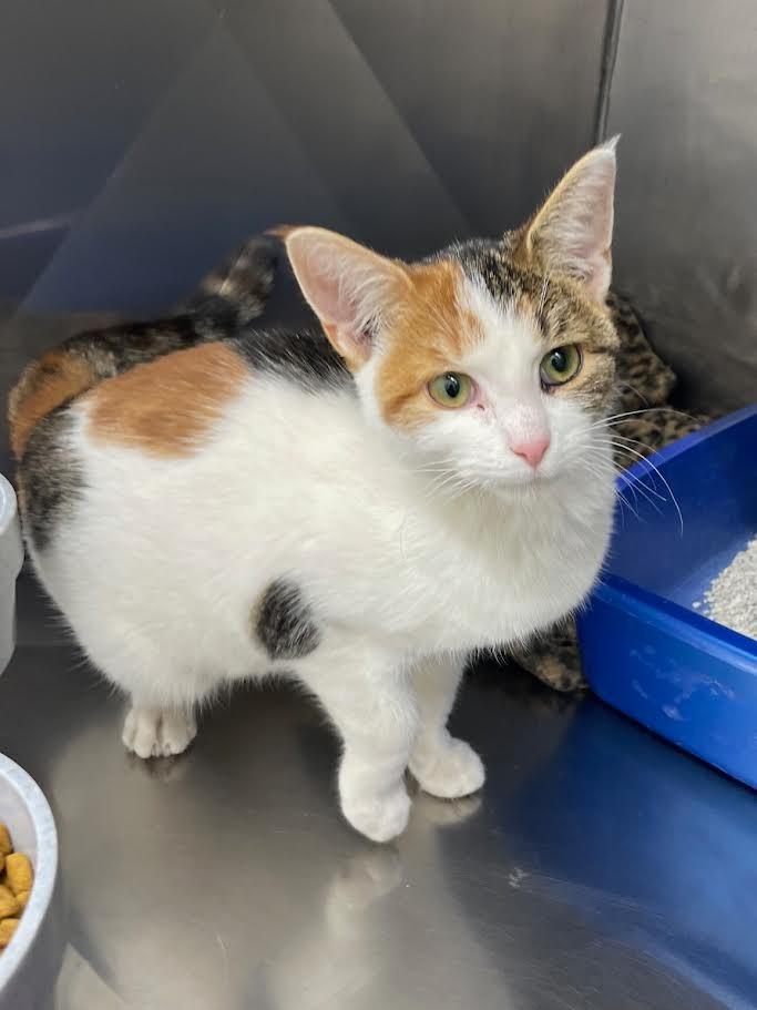 Enlarge Laura, a Adoptable mixed breed in Glenfield, NY image 2/2