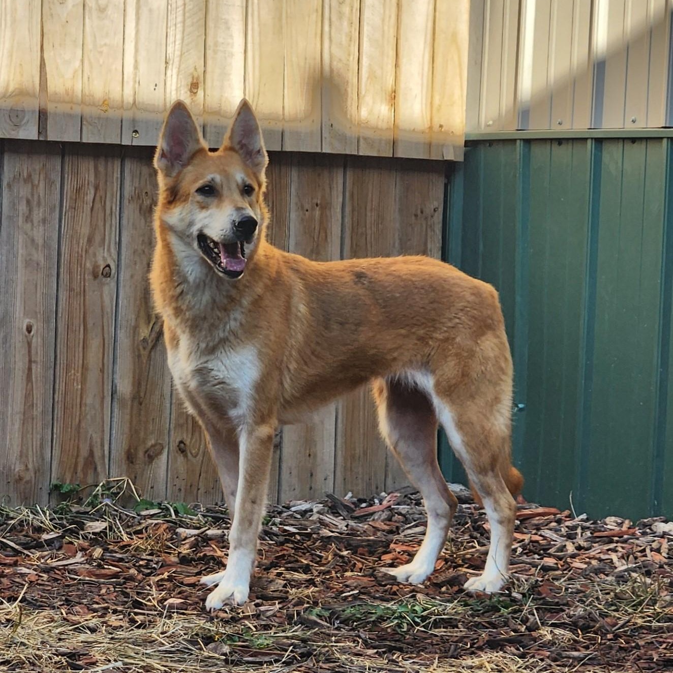 Dukette, adoptable, Adult Female Shepherd.